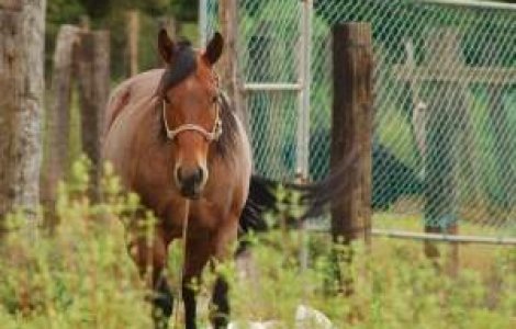 Top 5 locuri unde poti sa faci echitatie in Romania