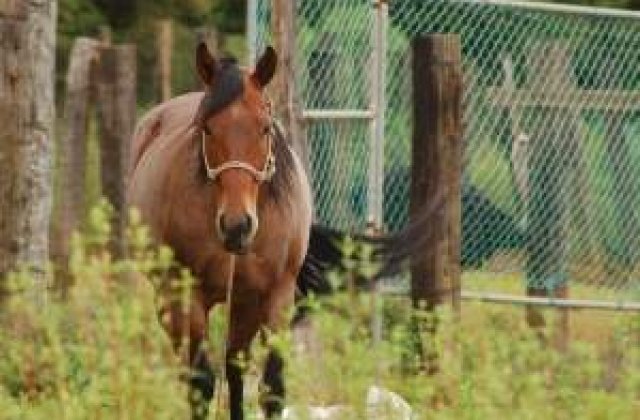 Top 5 locuri unde poti sa faci echitatie in Romania