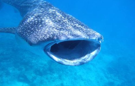 Cat pe ce sa fie inghitit de un rechin-balena!