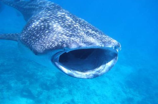 Cat pe ce sa fie inghitit de un rechin-balena!