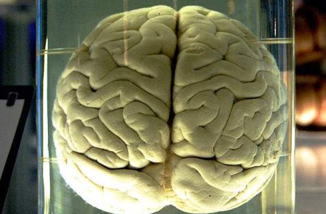 SOS: Creierul uman a ajuns la capatul dezvoltarii sale!