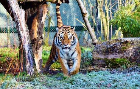  Top  Gradinile zoologice: pericol pentru animale si pentru planeta