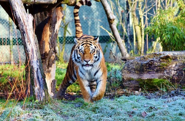 10 motive care demonstreaza ca gradinile zoo sunt un pericol pentru animale