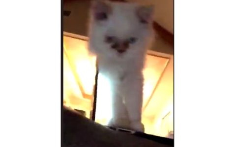 O pisica, vedeta pe internet dupa un clip de trei secunde / VIDEO