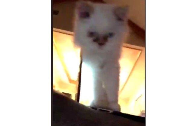 O pisica a devenit vedeta pe internet dupa ce aparut intr-un clip de trei secunde / VIDEO