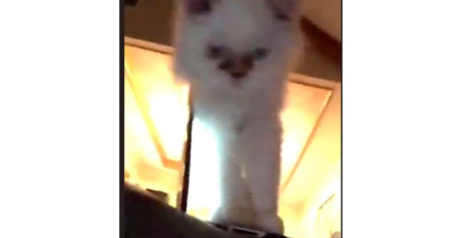 O pisica, vedeta pe internet dupa un clip de trei secunde / VIDEO