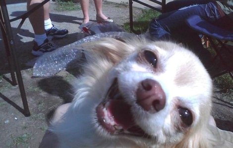  Top  Fericirea are chipul lor. 10+ imagini impresionante cu animale care zambesc