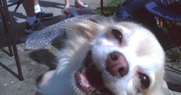  Top  Fericirea are chipul lor. 10+ imagini impresionante cu animale care zambesc