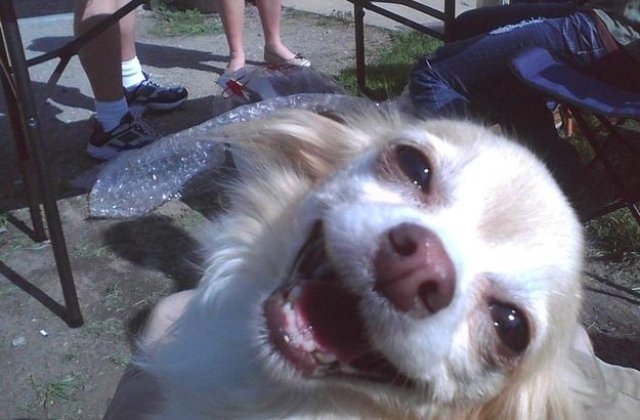 Fericirea are chipul lor. 10+ imagini impresionante cu animale care zambesc