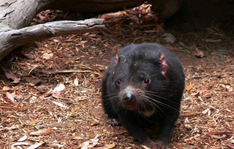 Un grup de diavoli tasmanieni sanatosi, descoperit intr-o parte izolata a insulei Tasmania