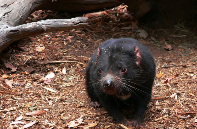 Un grup de diavoli tasmanieni sanatosi, descoperit intr-o parte izolata a insulei Tasmania