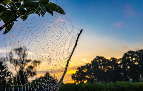 Cel mai batran paianjen din lume a murit in Australia intepat de o viespe/ VIDEO