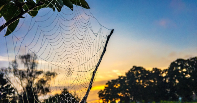 Cel mai batran paianjen din lume a murit in Australia intepat de o viespe/ VIDEO