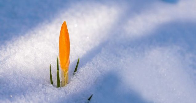 A nins in Franta in plina primavara/ VIDEO