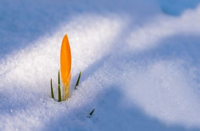 A nins in Franta in plina primavara/ VIDEO