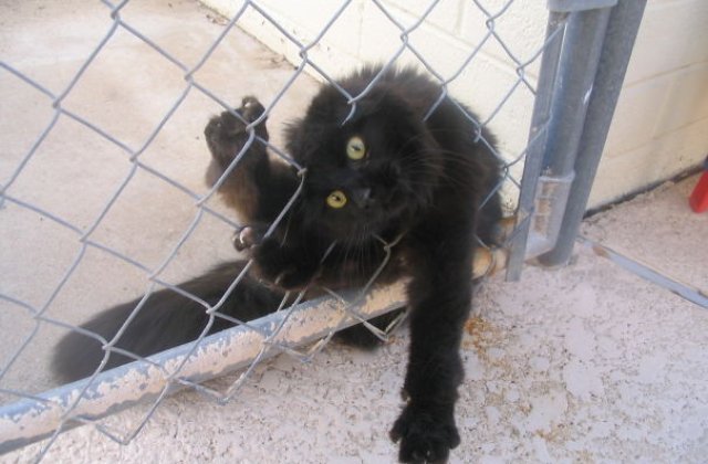 Curiozitatea le pune in cele mai amuzante situatii. 10+ imagini cu pisici surprinse in ipostaze... de neinteles