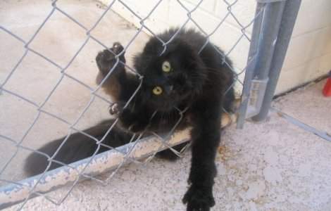  Top  Curiozitatea le pune in cele mai amuzante situatii. 10+ imagini cu pisici surprinse in ipostaze... de neinteles