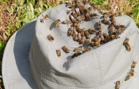 Buzau: Doua persoane au murit, iar o a treia dusa la spital, dupa ce au fost intepate de albine