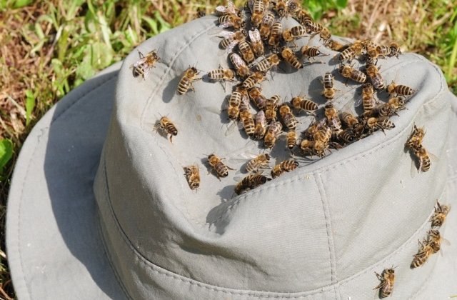 Buzau: Doua persoane au murit, iar o a treia dusa la spital, dupa ce au fost intepate de albine