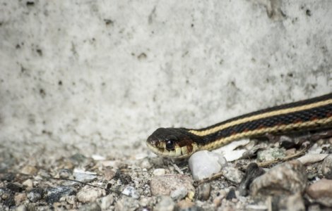 Avertisment Salvamont: Cum sa procedati in cazul in care sunteti muscati de sarpe