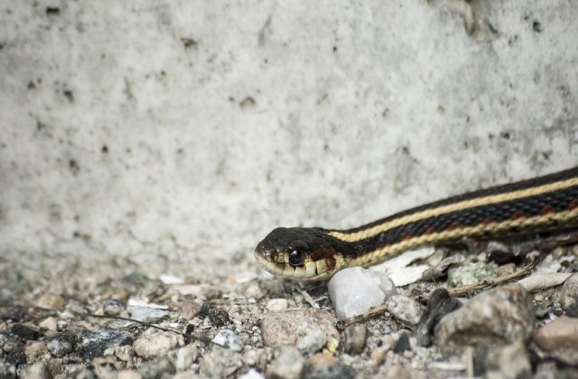 Avertisment Salvamont: Cum sa procedati in cazul in care sunteti muscati de sarpe