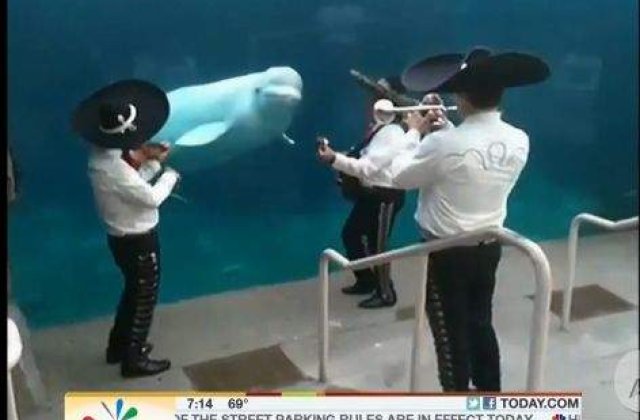 [VIDEO] Experti: Balenele pot sa danseze!