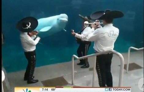  Video  Experti: Balenele pot sa danseze!