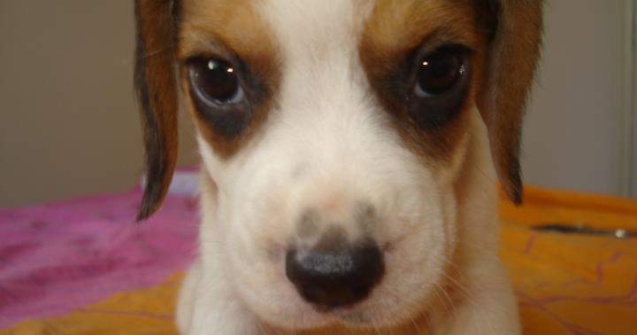  Video  E real! Cainele Beagle fosforescent, o noua inventie coreeana