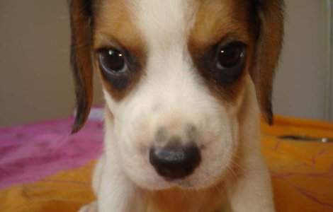  Video  E real! Cainele Beagle fosforescent, o noua inventie coreeana