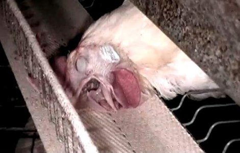  Video  `Ferma din Frigider`: Adevarul din spatele productiei de carne