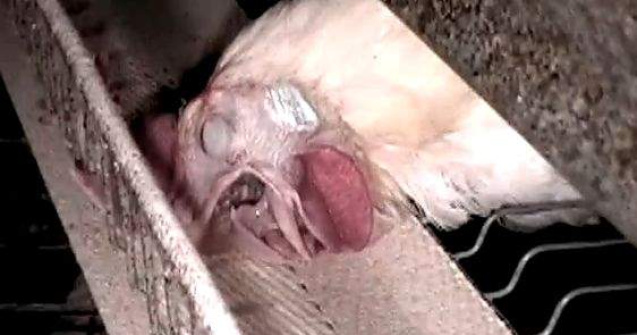  Video  `Ferma din Frigider`: Adevarul din spatele productiei de carne