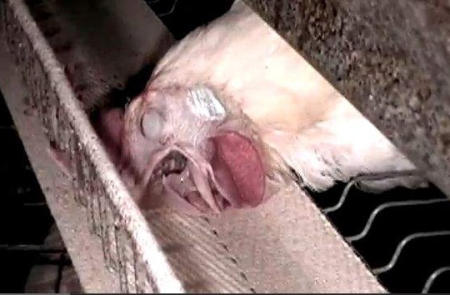 [VIDEO] `Ferma din Frigider`: Adevarul din spatele productiei de carne