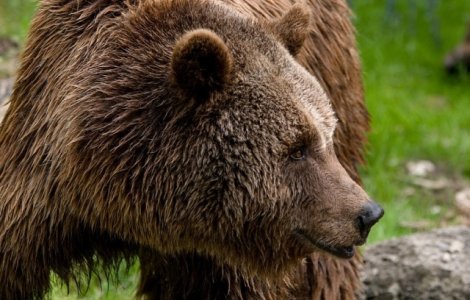 Un copil in varsta de 9 ani a ajuns la spital dupa ce a fost atacat de urs