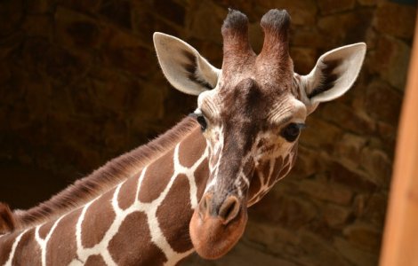 Cineast ucis de o girafa pe platoul de filmare