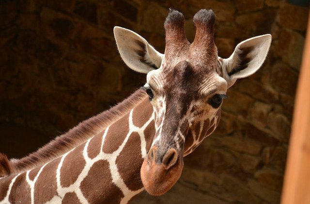 Cineast ucis de o girafa pe platoul de filmare