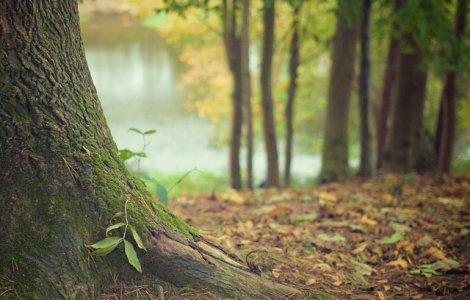 Petitie initiata de USR Bucuresti, "Salvati Padurea Baneasa!", impotriva construirii unui drum public in zona