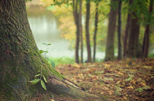 Petitie initiata de USR Bucuresti, "Salvati Padurea Baneasa!", impotriva construirii unui drum public in zona
