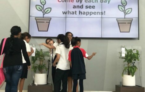 Un experiment IKEA: cum arata doua plante care au primit tratament dif