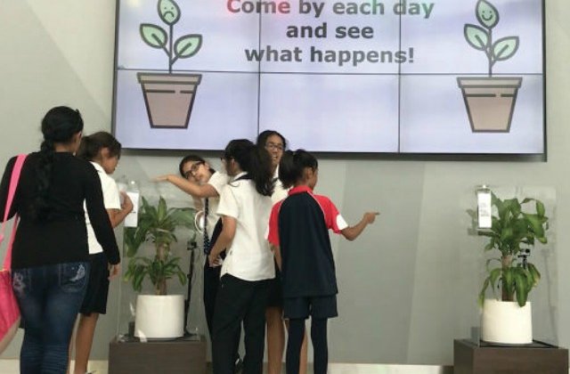 Experiment IKEA: cum arata doua plante care au primit tratament diferit de la oameni