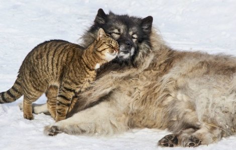  Top  Taurii urasc rosul? Strutii isi ascund capul in pamant? 15 mituri false despre animale