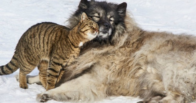  Top  Taurii urasc rosul? Strutii isi ascund capul in pamant? 15 mituri false despre animale