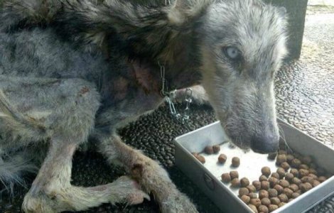 Transformarea unui Husky aflat pe moarte, dupa ce a fost ingrijit