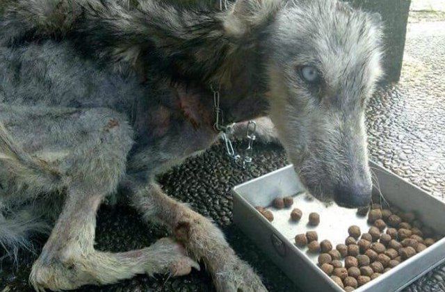Un Husky aflat pe moarte a fost tratat cu dragoste si atentie. Transformarea incredibila