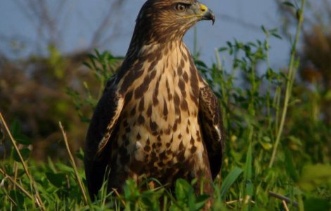 Singurul vultur plesuv sur din Romania a fost eliberat in natura