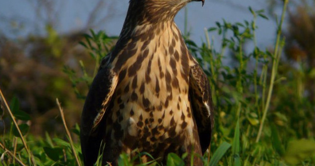 Singurul vultur plesuv sur din Romania a fost eliberat in natura