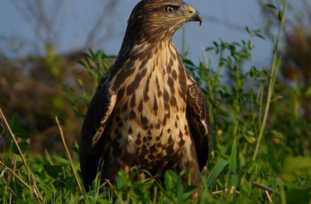 Singurul vultur plesuv sur din Romania a fost eliberat in natura
