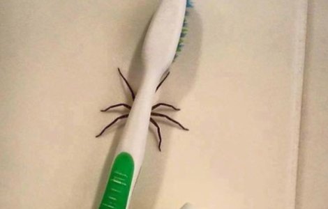  Top  10 imagini ciudate care te vor scoate din zona de confort