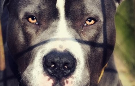 Un barbat a fost impuscat in picior de propriul caine/ VIDEO