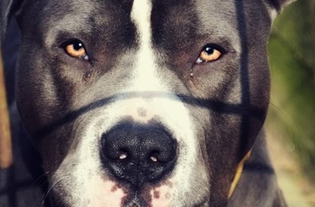 Incident bizar: Un barbat a fost impuscat in picior de propriul caine/ VIDEO