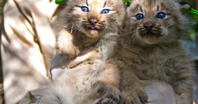 Surpriza pentru o familie care a crezut ca a adoptat "doi pisoi"